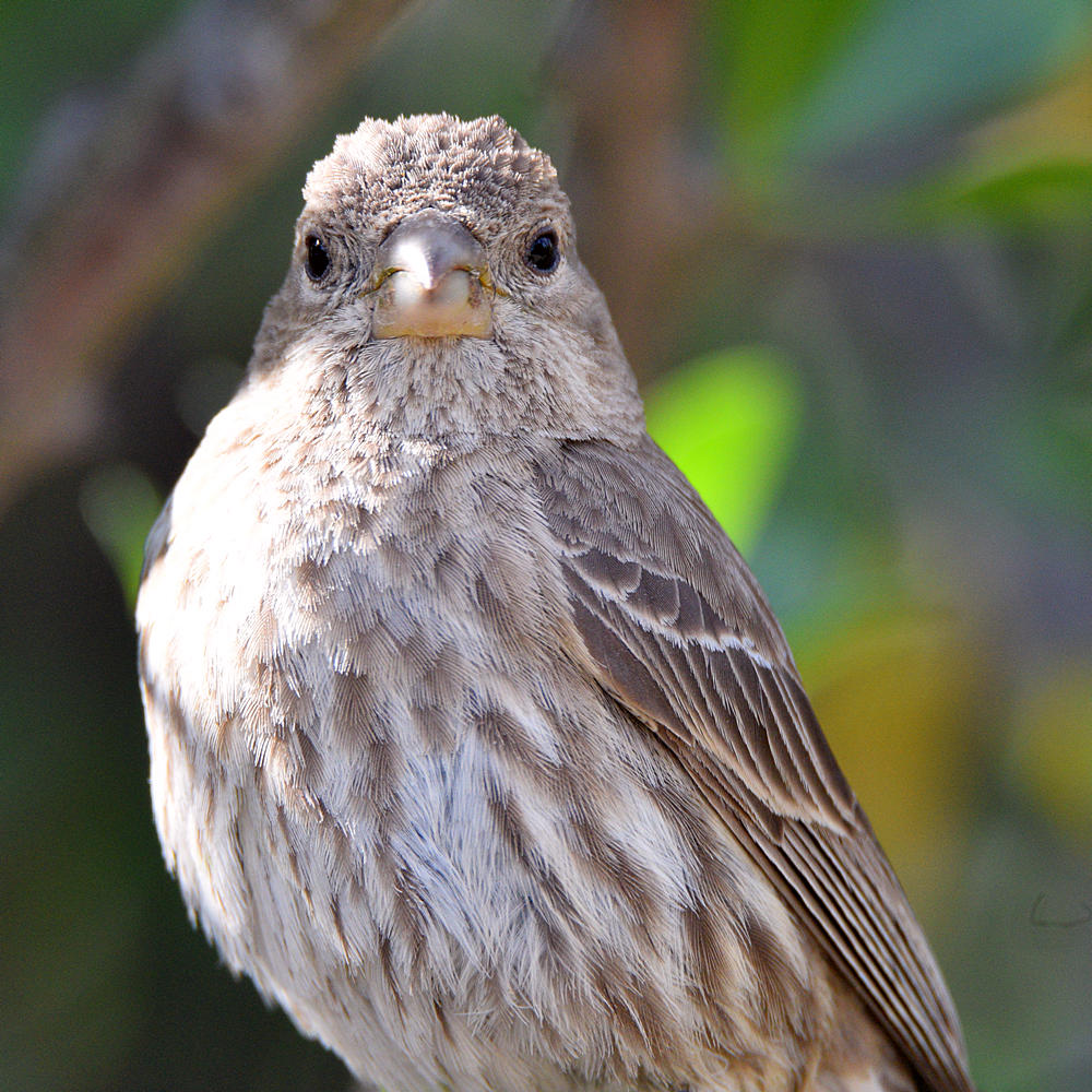 Finch.jpg