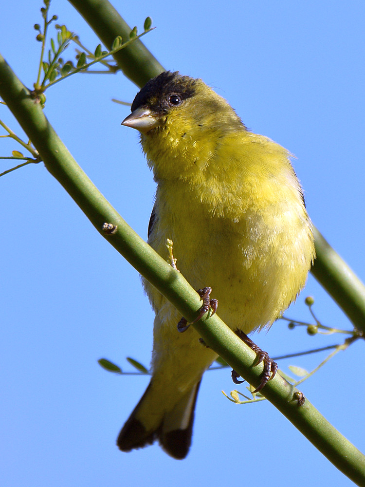 Finch.jpg