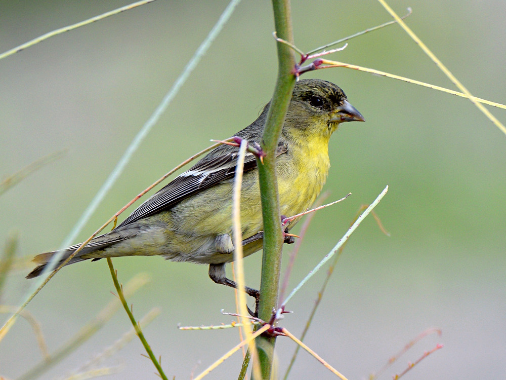 Finch.jpg