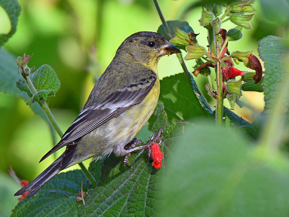 Finch.jpg