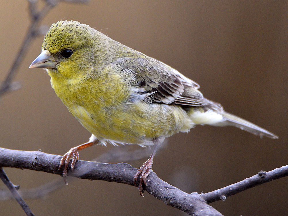 Finch.jpg