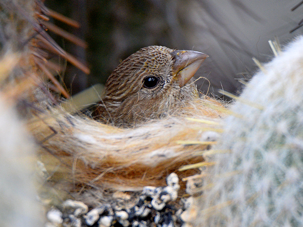 Finch.jpg