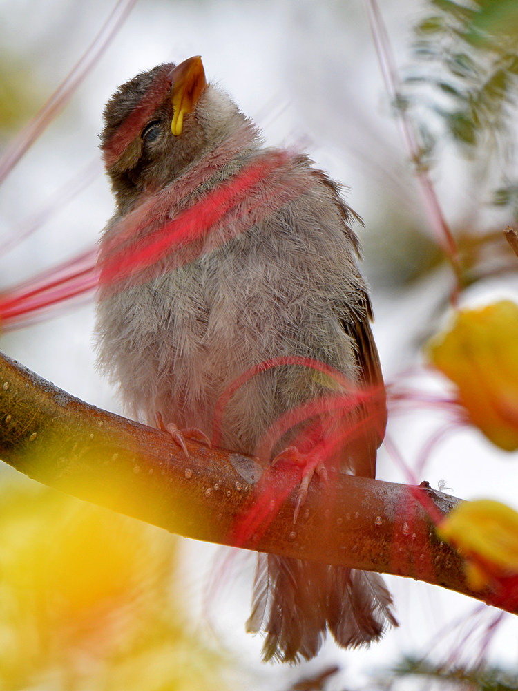 Finch.jpg