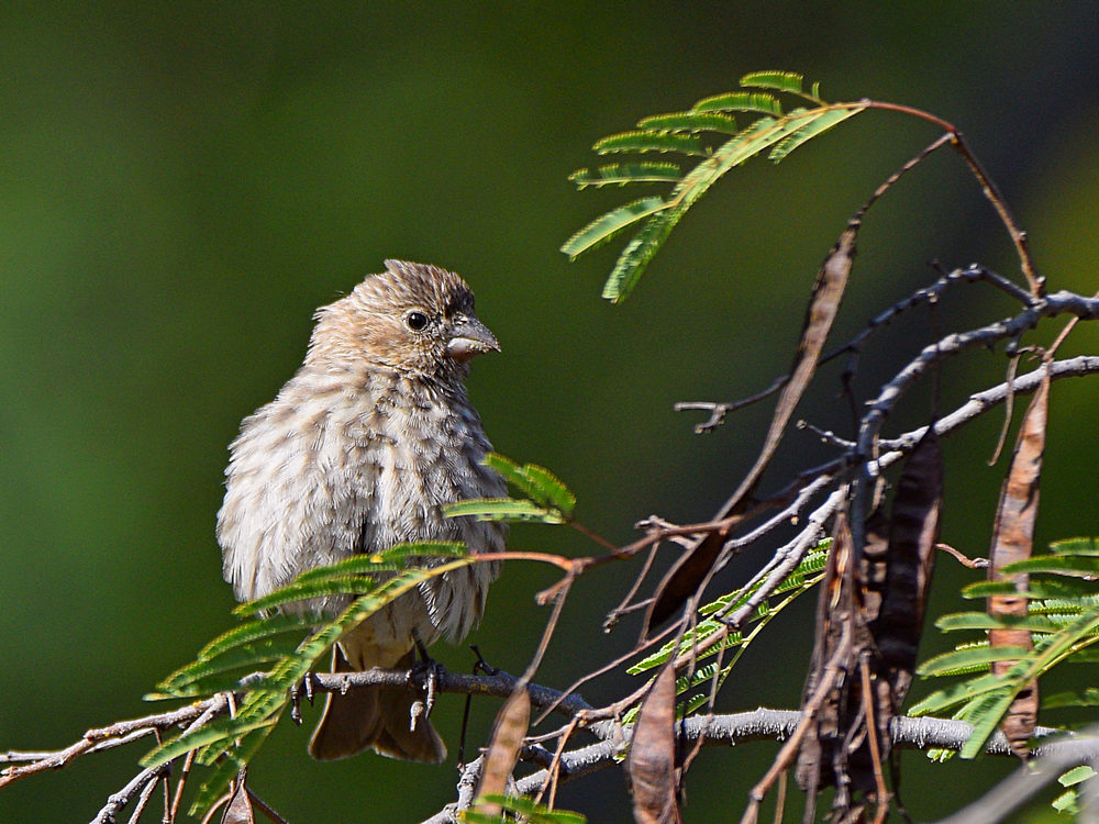 Finch.jpg