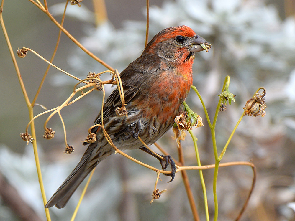 Finch.jpg