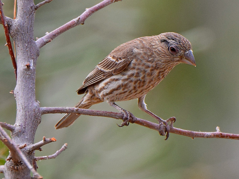 Finch.jpg