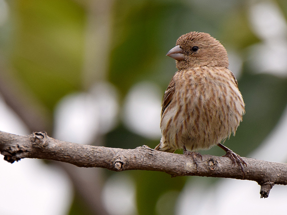 Finch.jpg
