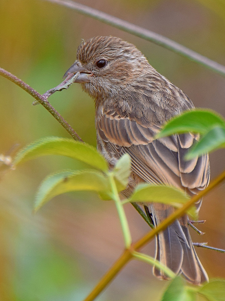 Finch.jpg