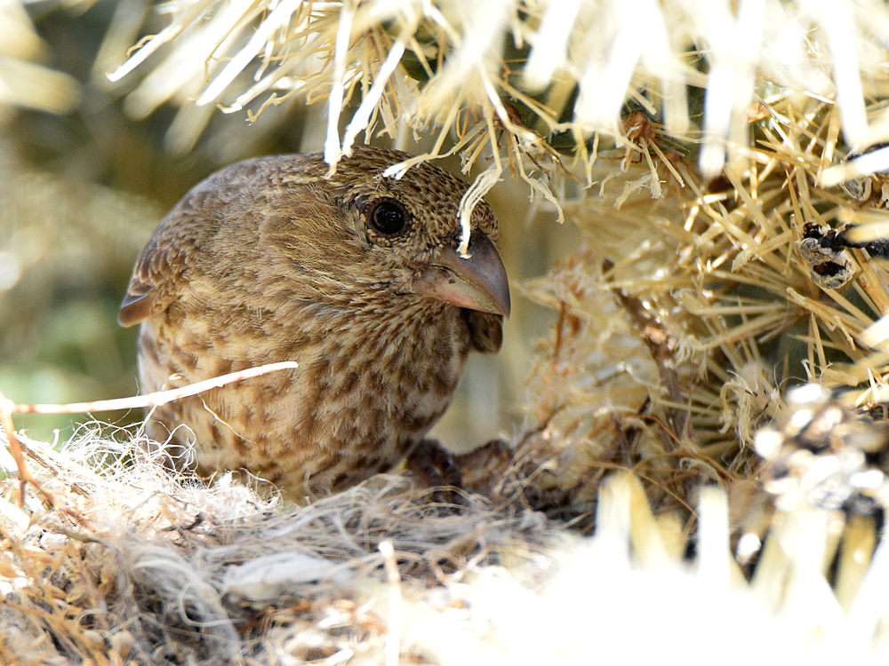 Finch.jpg