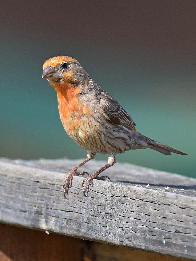 Finch.jpg
