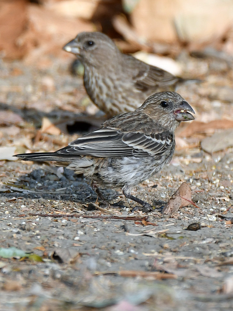 Finch.jpg