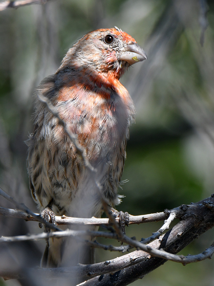 Finch.jpg