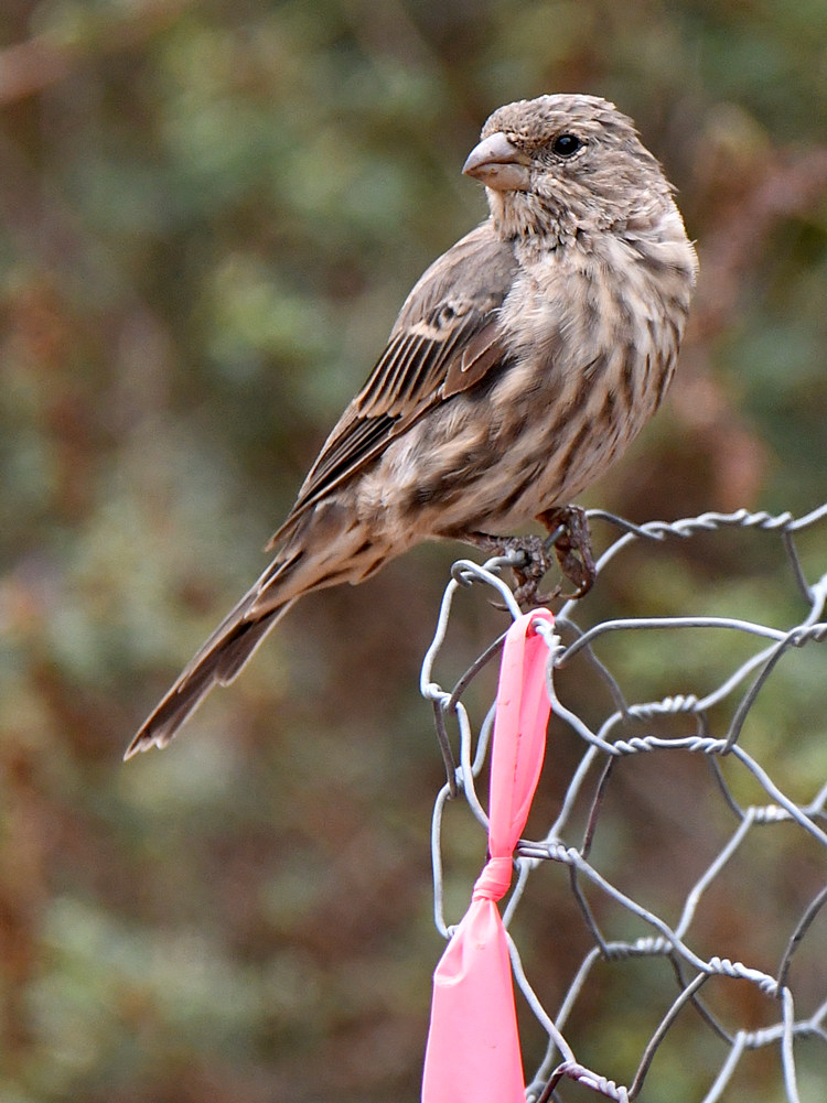 Finch.jpg