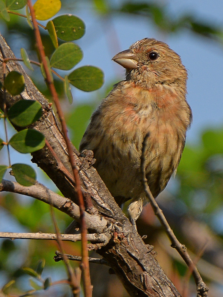Finch.jpg