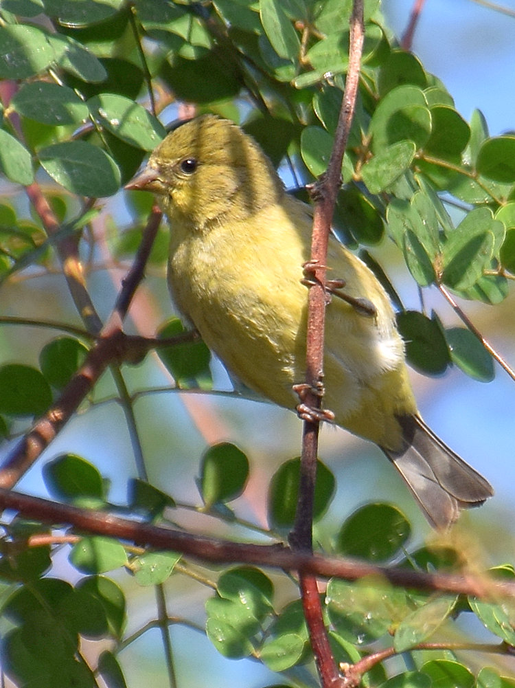Finch.jpg