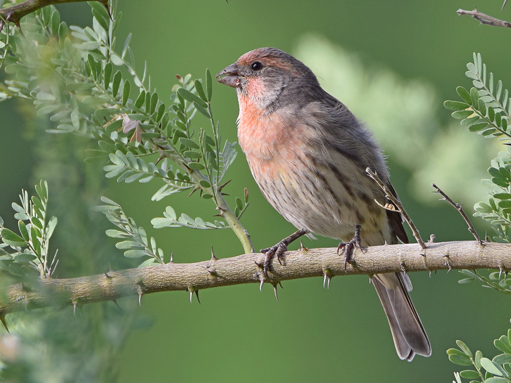 Finch.jpg