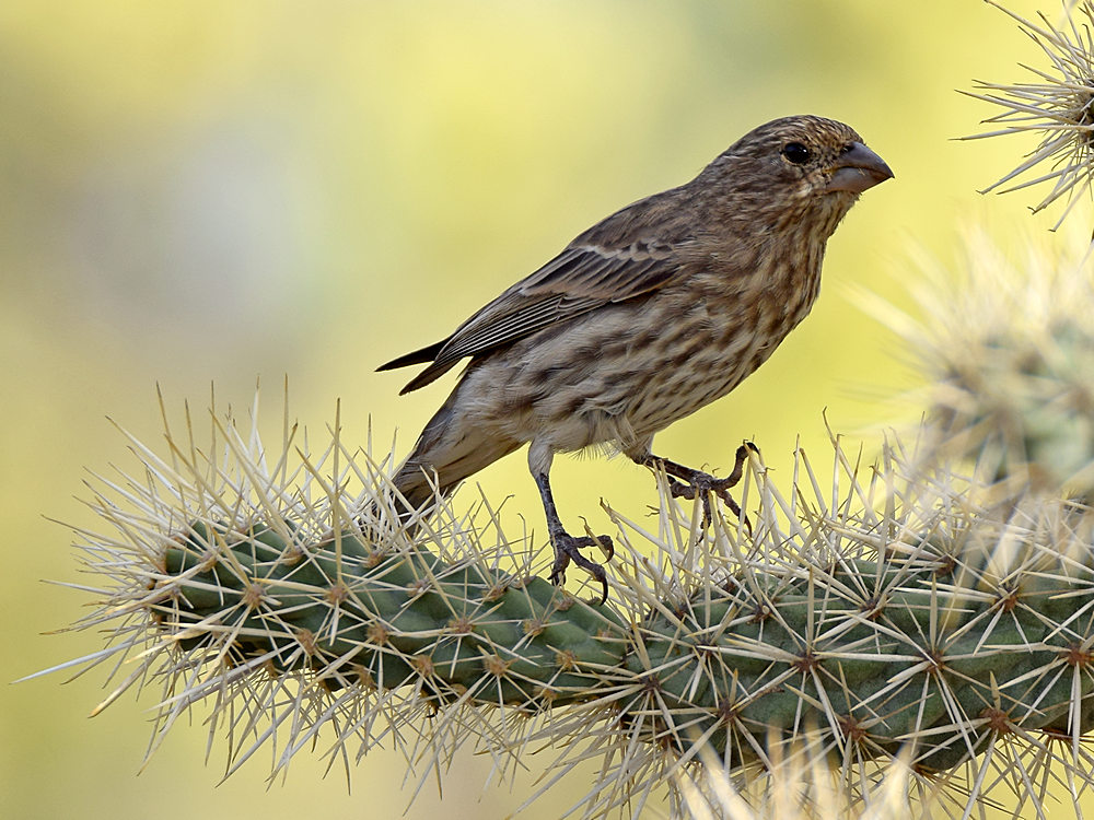 Finch.jpg