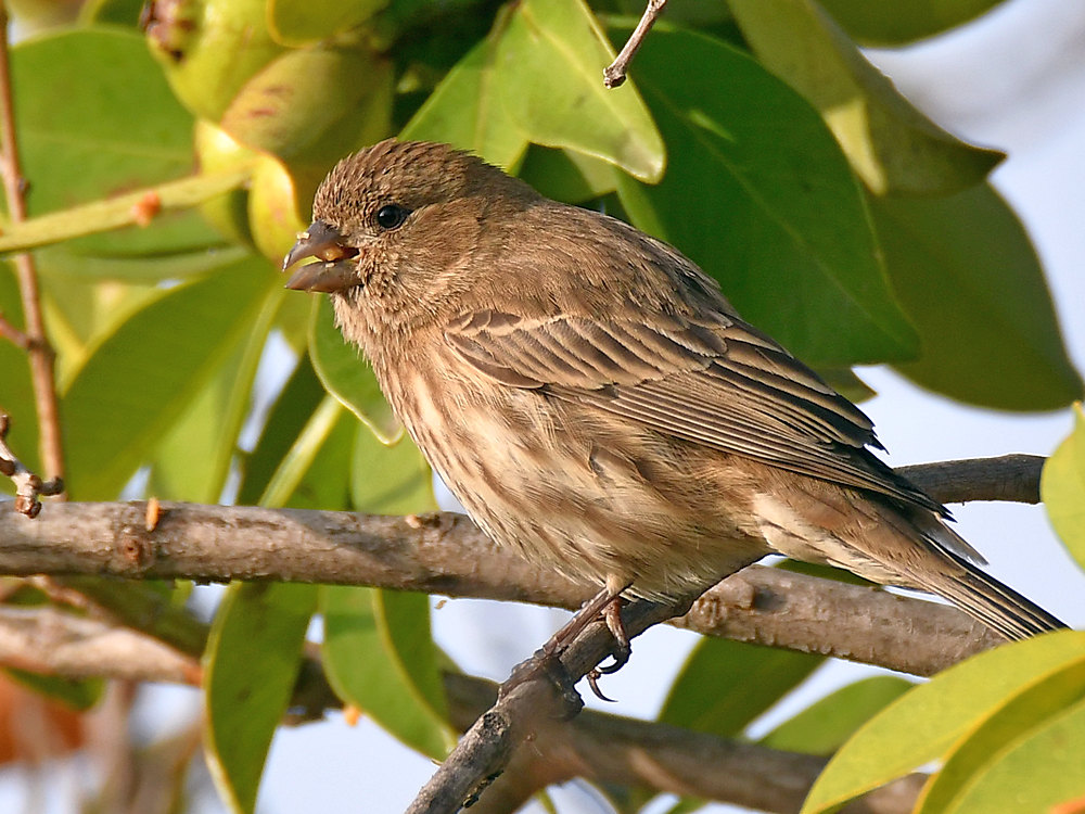 Finch.jpg