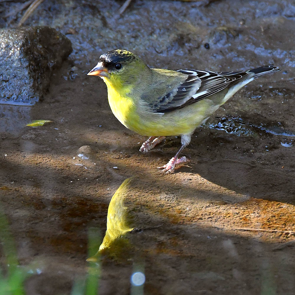 Finch.jpg
