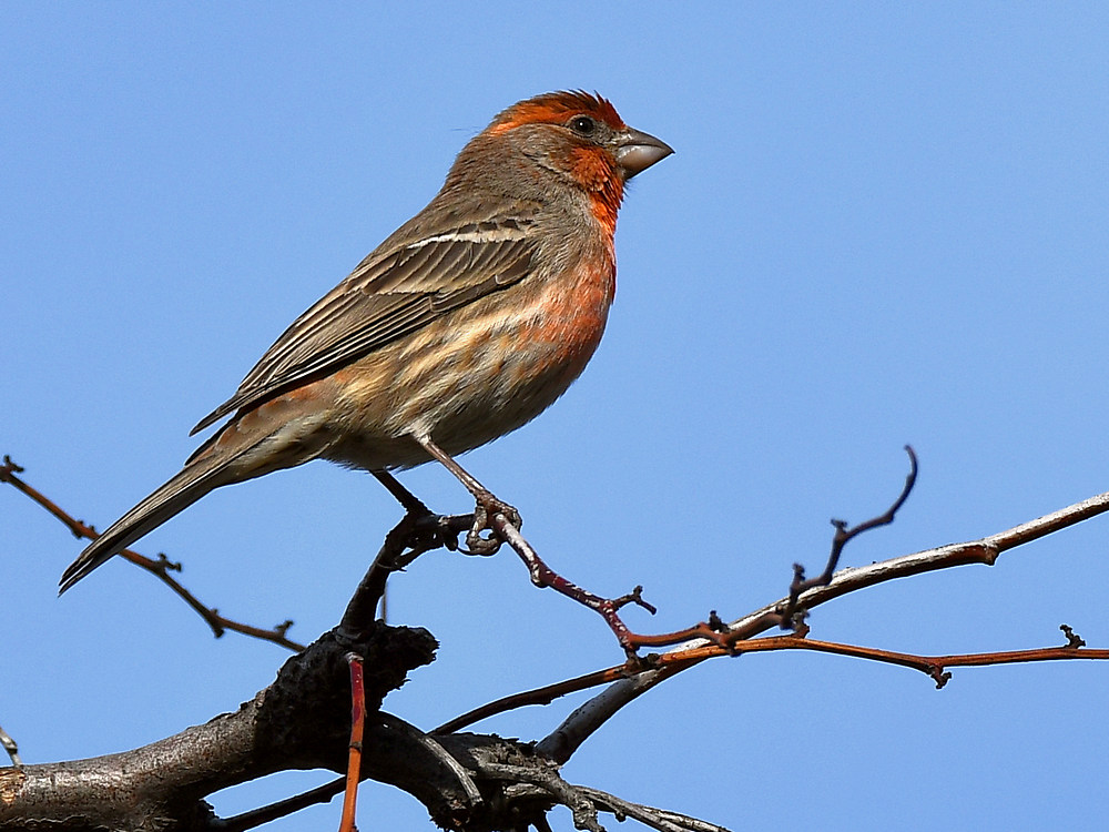 Finch.jpg