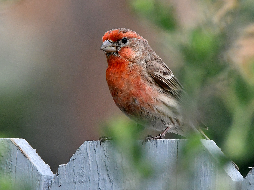 Finch.jpg