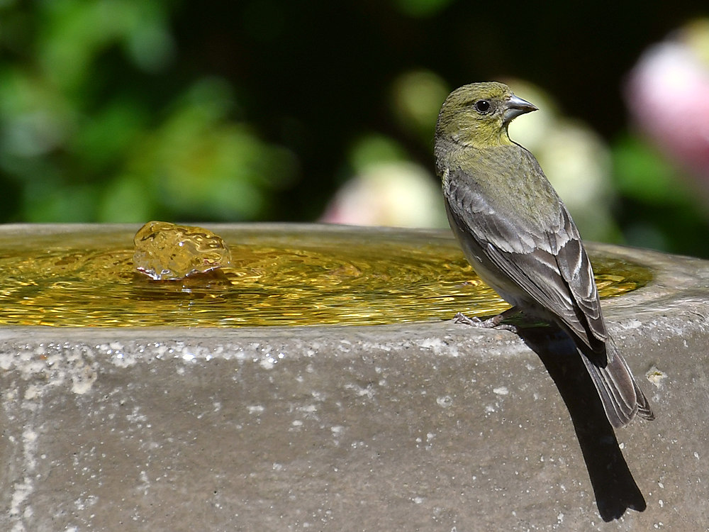 Finch.jpg