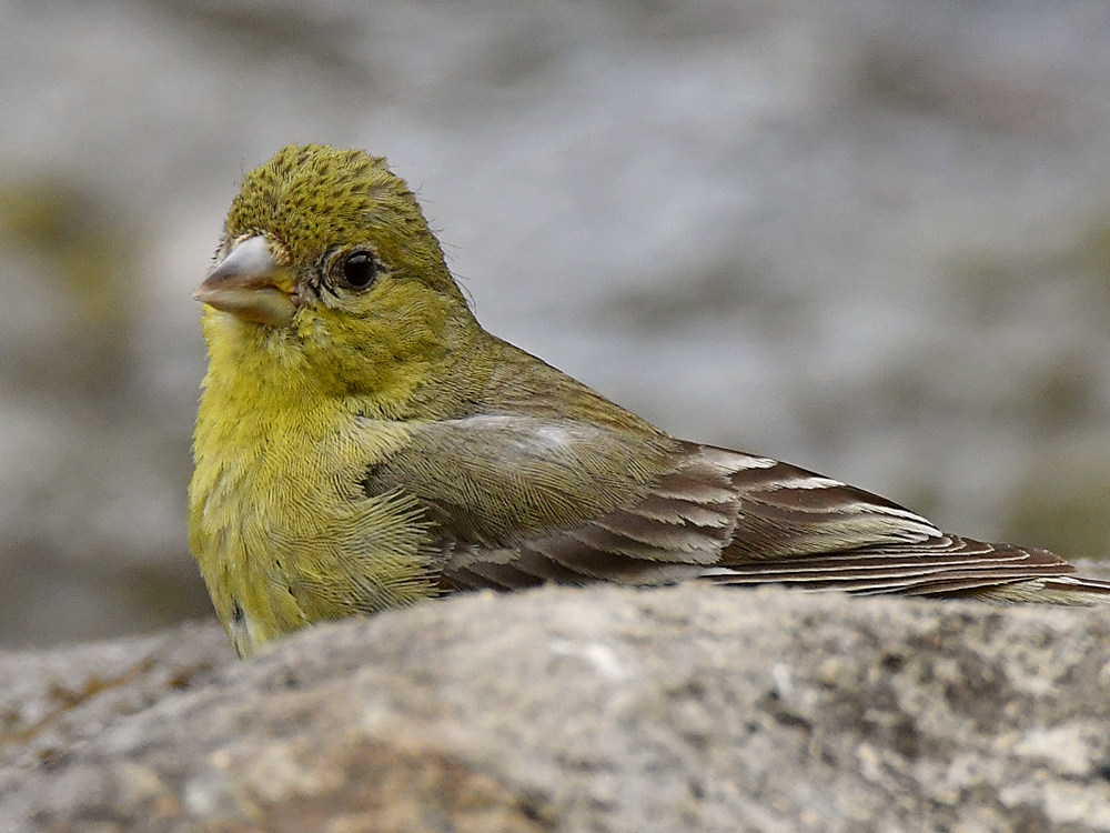 Finch.jpg