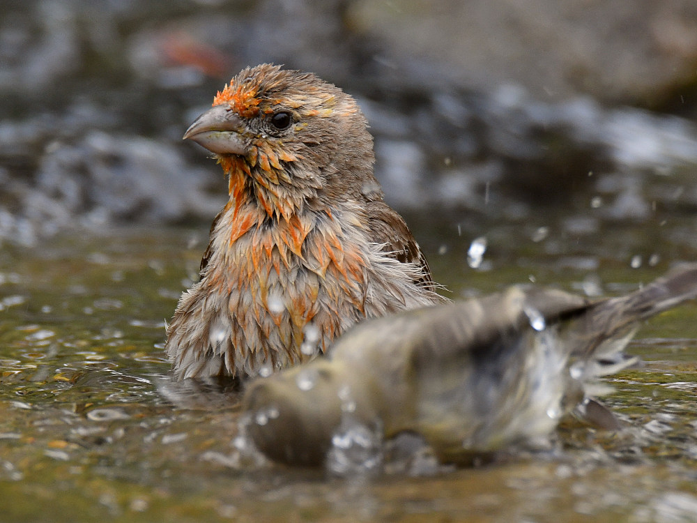 Finch.jpg