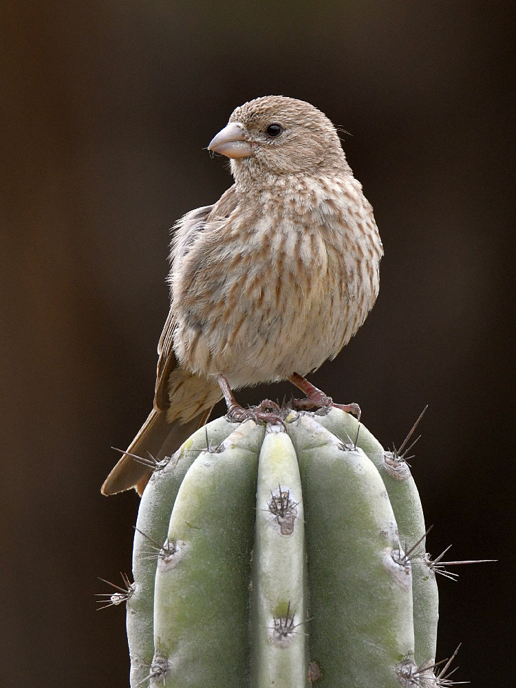 Finch.jpg