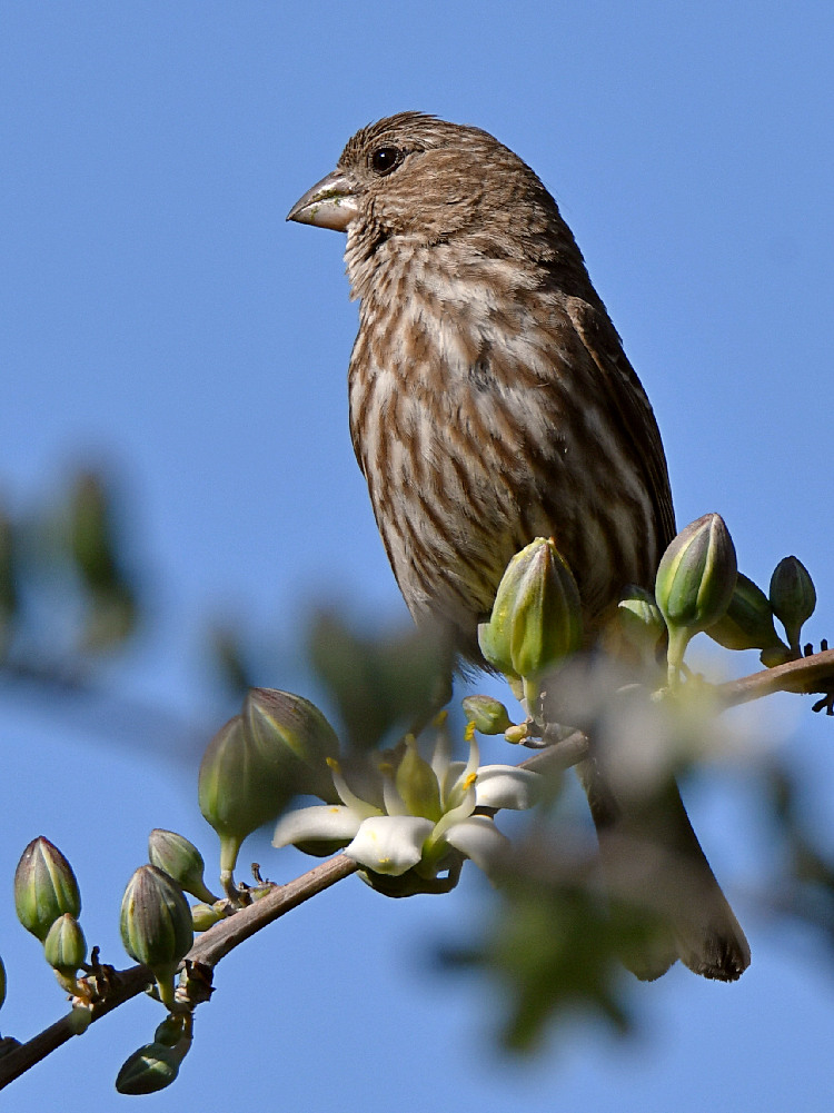 Finch.jpg
