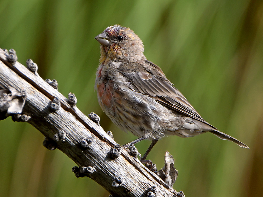 Finch.jpg