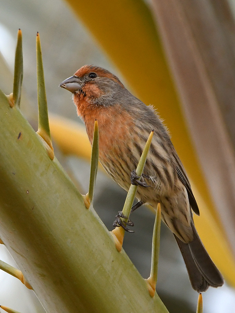 Finch.jpg