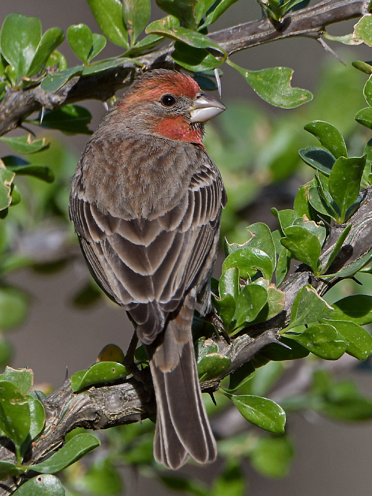 Finch.jpg