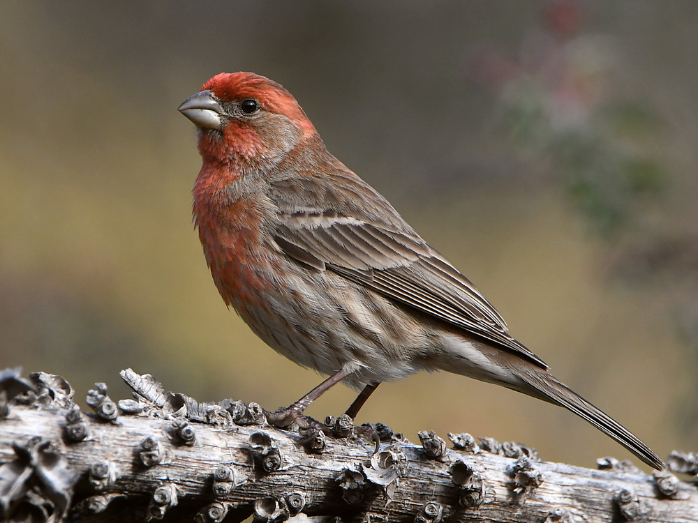 Finch.jpg