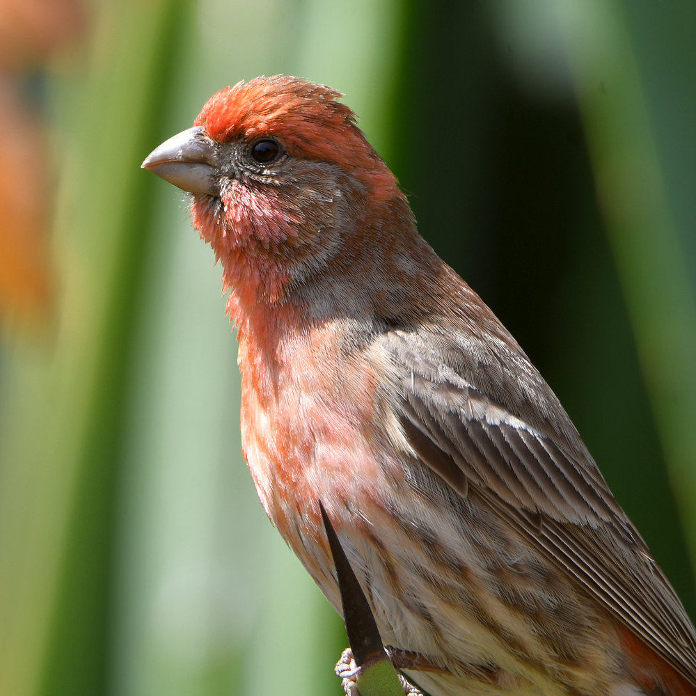 Finch.jpg