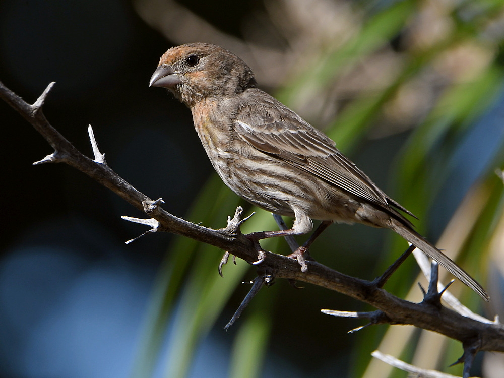 Finch.jpg
