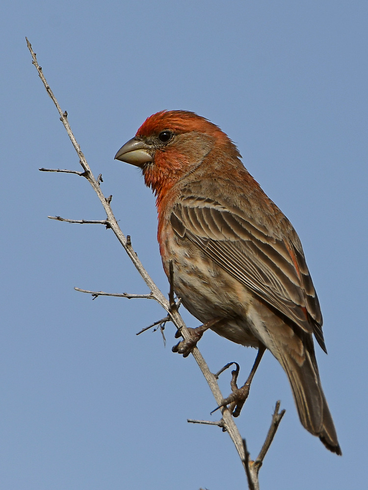 Finch.jpg
