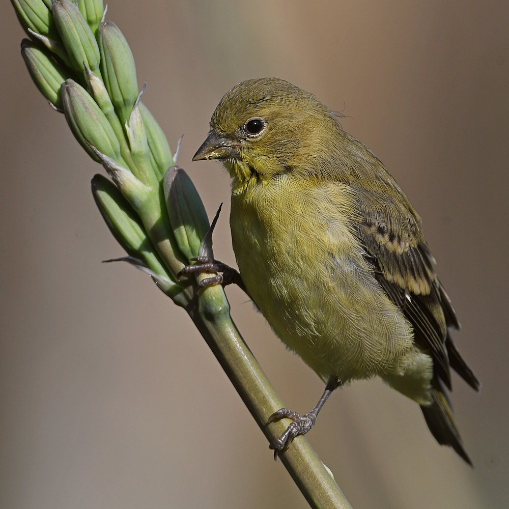 Finch.jpg