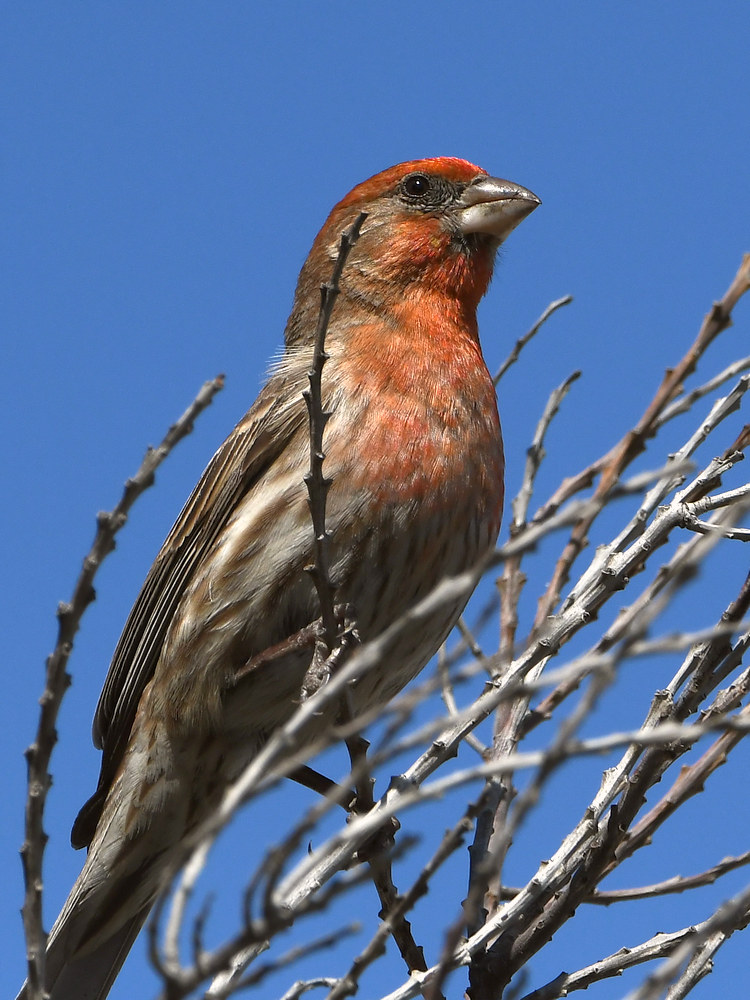 Finch.jpg