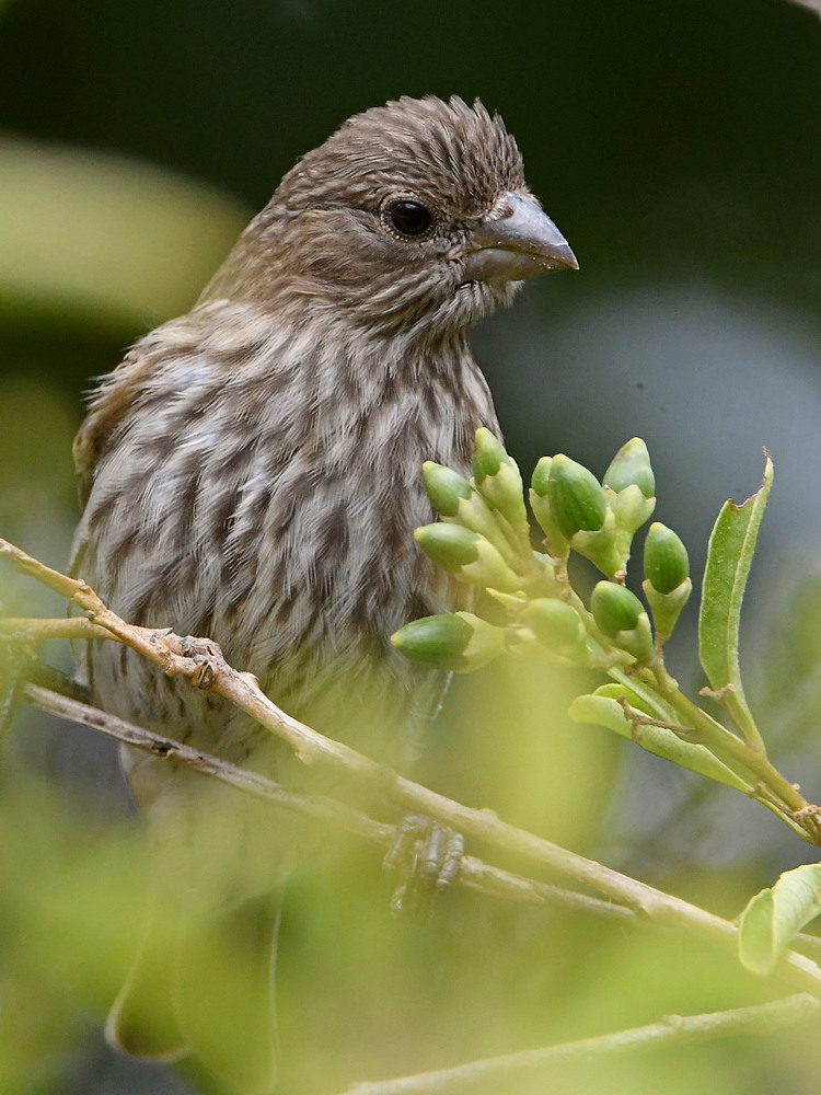 Finch.jpg