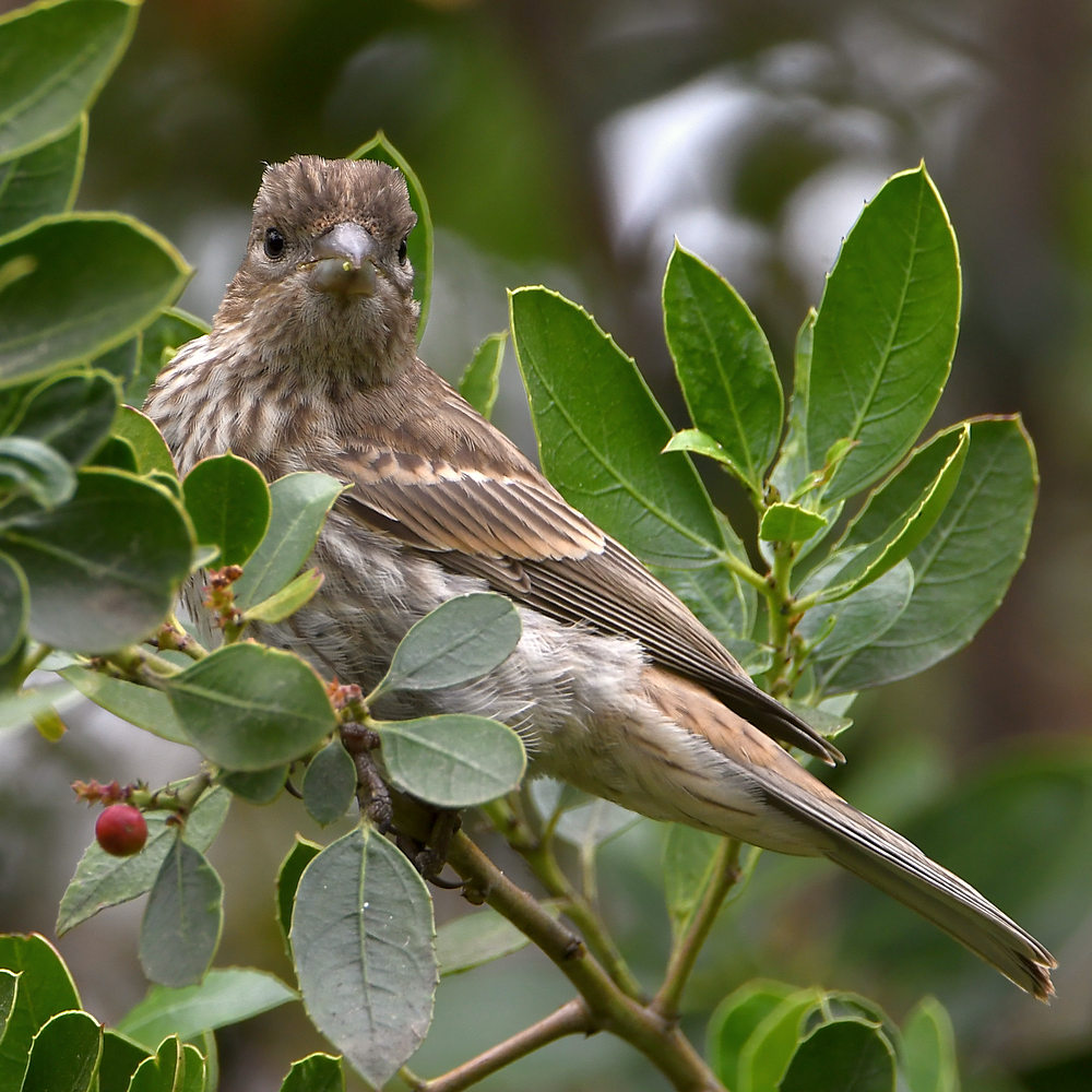 Finch.jpg