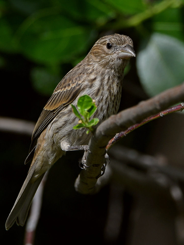 Finch.jpg