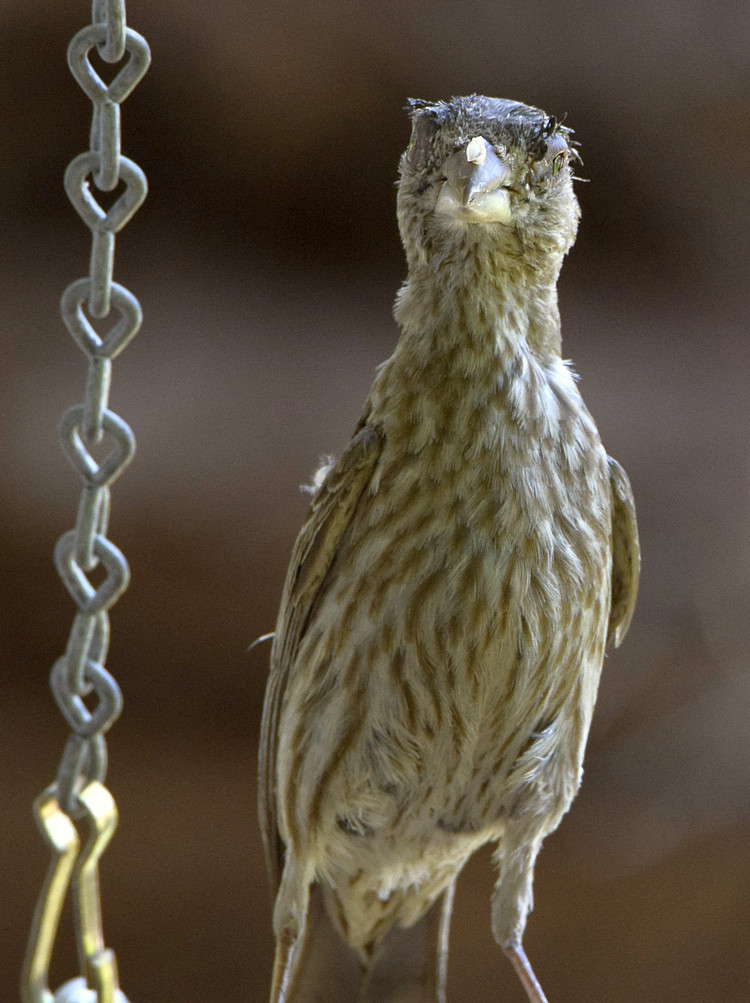 Finch.jpg