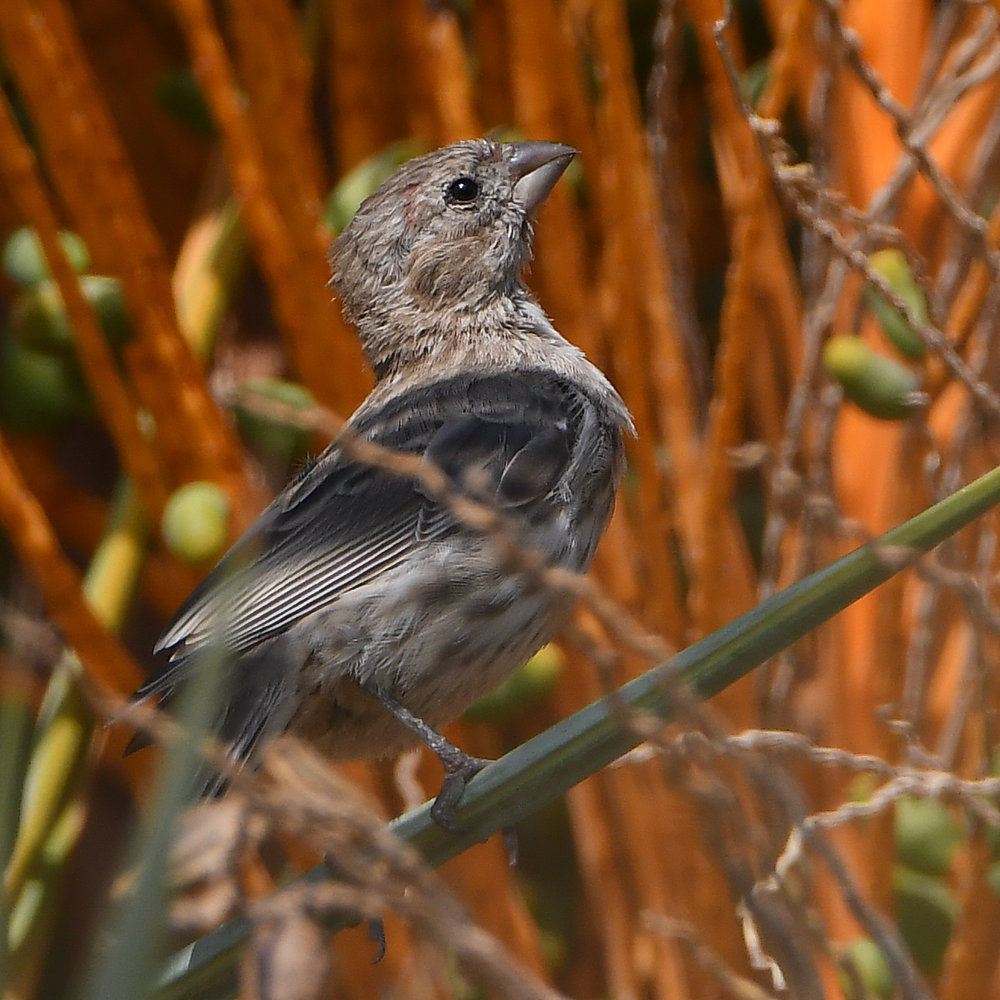 Finch.jpg