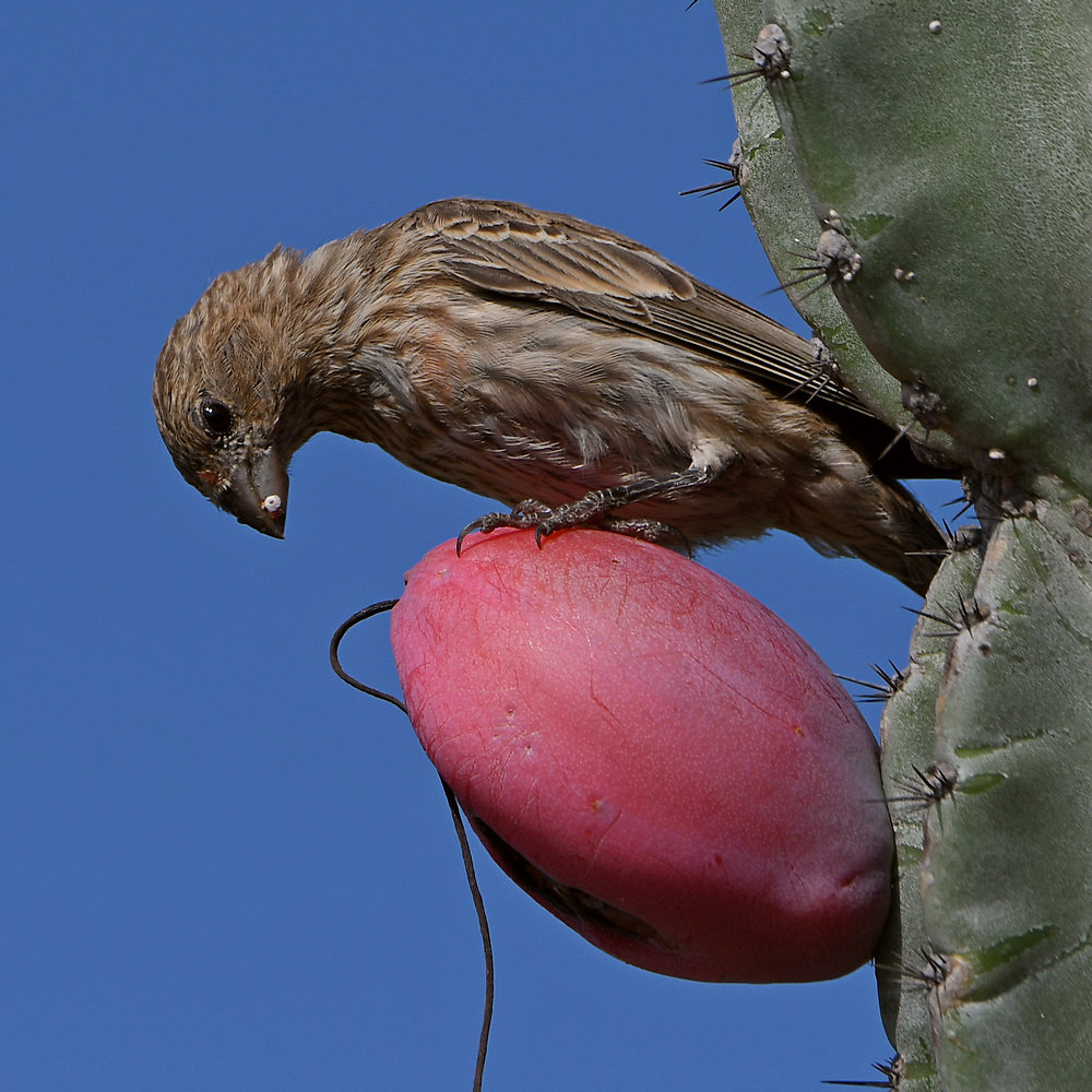 Finch.jpg