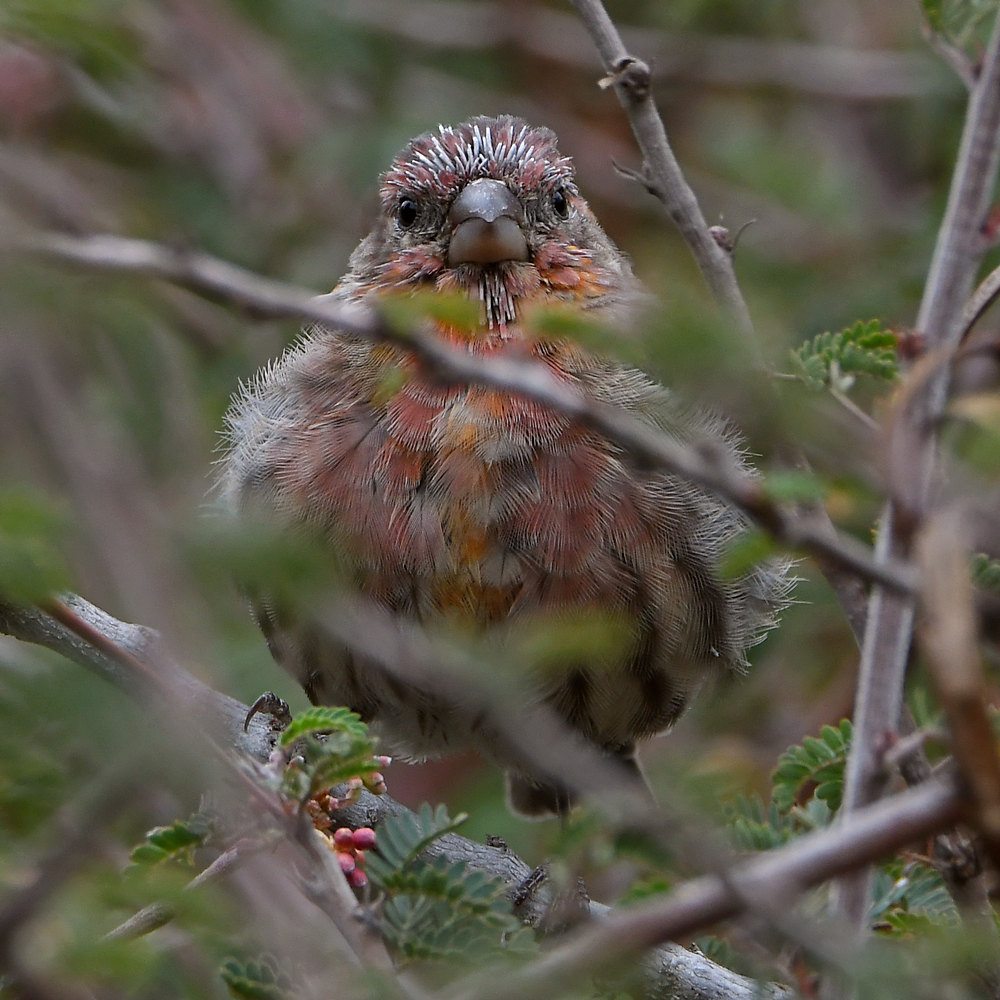 Finch.jpg