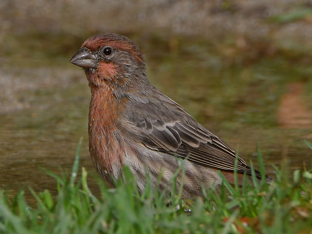 Finch.jpg
