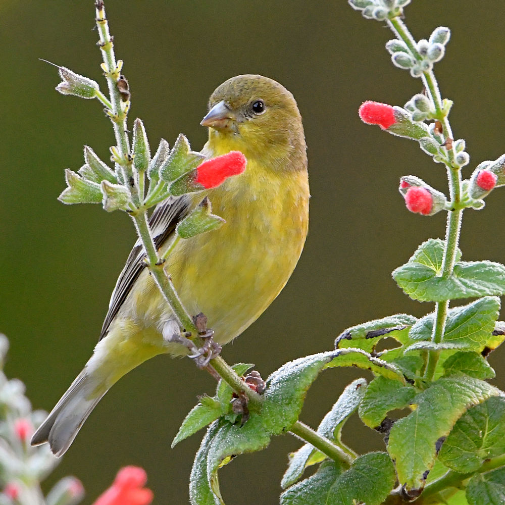 Finch.jpg
