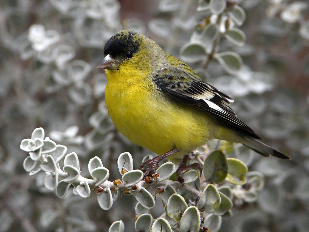 Finch.jpg