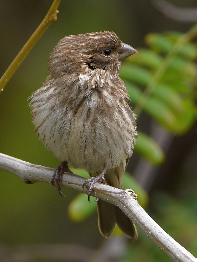 Finch.jpg